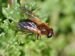 Cheilosia albipila